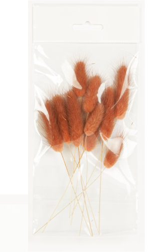 Droogbloemen Mini Decoratie Flower Lagurus Terracotta 12cm 10stuks