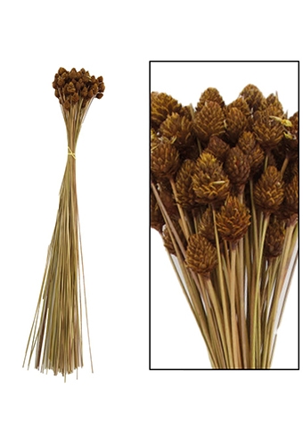 Droogbloemen Pimentinha Naturel 60gram 50cm