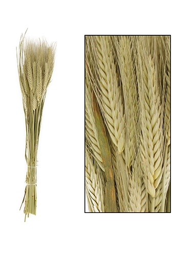 Droogbloemen Triticale Naturel 66x16x6cm