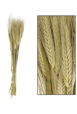 Droogbloemen Triticale Naturel 66x16x6cm