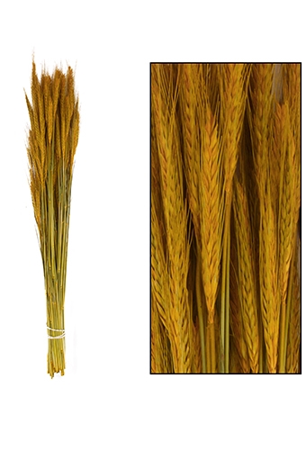 Droogbloemen Triticale Terra Cotta 66x16x6cm OP IS OP