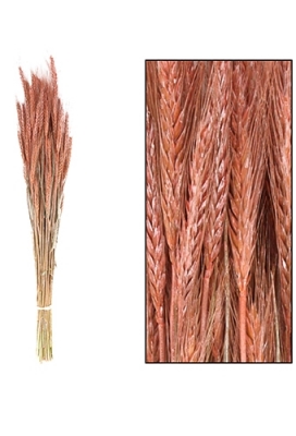 Droogbloemen Triticale Salmon 66x16x6cm OP IS OP