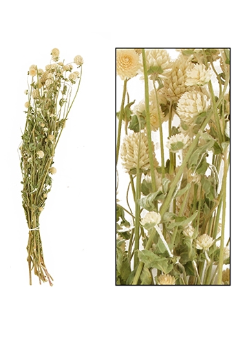 Droogbloemen Gomphrena Globosa Wit ca 50cm 50gram OP IS OP 