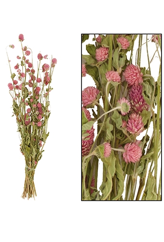 Droogbloemen Gomphrena Globosa Pink ca 50cm 50gram