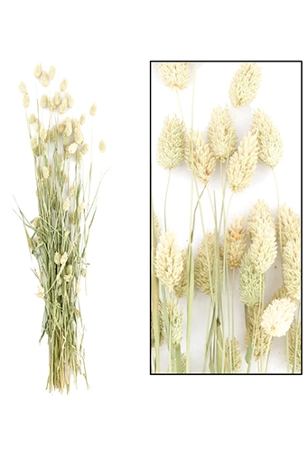 Droogbloemen Bunch Phalaris Naturel 76x14.5x7cm