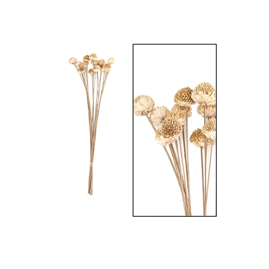 Droogbloemen Daisy Naturel Wit 25-38cm 20 stuks OP IS OP