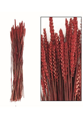 Droogbloemen Bunch Triticum Tarwe Naturel Rood 70x10x5cm