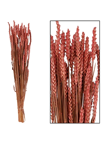 Droogbloemen Bunch Triticum Naturel Pink 70x10x5cm