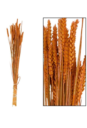 Droogbloemen Bunch Triticum Naturel Oranje 70x10x5cm