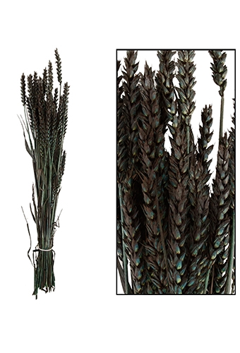 Droogbloemen Bunch Triticum Tarwe Naturel Zwart 70x10x5cm OP IS OP