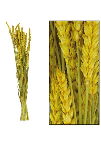 Droogbloemen Bunch Triticum Tarwe Naturel Geel 70x10x5cm