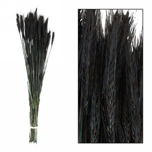 Droogbloemen Triticale Zwart 66x16x6cm OP IS OP