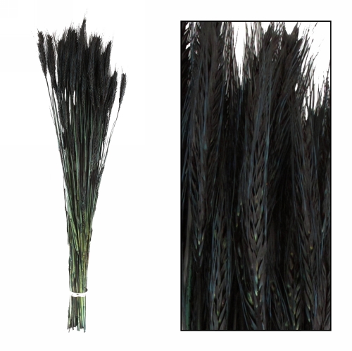 Droogbloemen Triticale Zwart 66x16x6cm