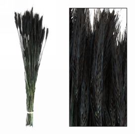 Droogbloemen Triticale Zwart 66x16x6cm OP IS OP
