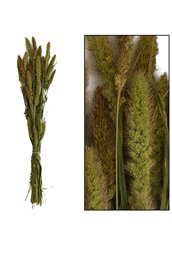 Droogbloemen Bunch Setaria Naturel 66x15x6cm OP IS OP