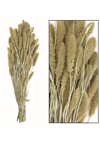 Droogbloemen Bunch Setaria Naturel Wit 66x15x6cm