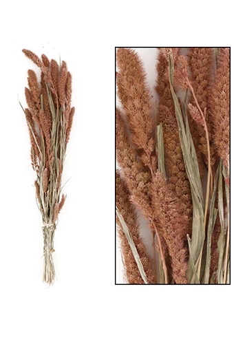 Droogbloemen Bunch Setaria Naturel Zalm 66x15x6cm