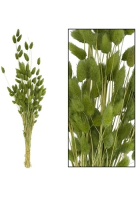 Droogbloemen Lagurus Naturel Groen 45-50cm 50gram