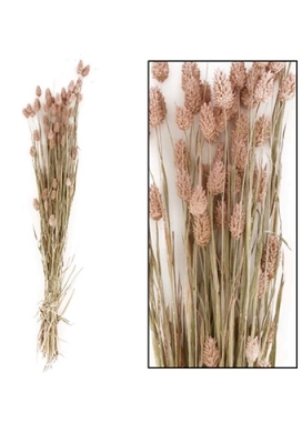 Droogbloemen Bunch Phalaris Naturel Zalm 76x14.5x7cm OP IS OP Droogbloemen Bunch Phalaris Naturel Zalm 76x14.5x7cm OP IS OP