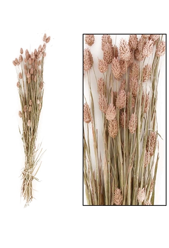 Droogbloemen Bunch Phalaris Naturel Zalm 76x14.5x7cm OP IS OP