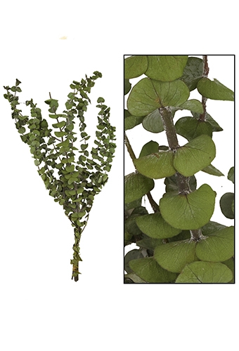 Droogbloemen Eucalyptus Naturel Groen 85gram OP IS OP