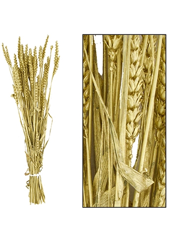 Droogbloemen Bunch Triticum Tarwe Naturel Goud 70x10x5cm OP IS OP