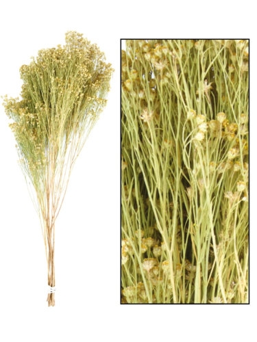 Droogbloemen Broom Bloom 60cm Naturel OP IS OP