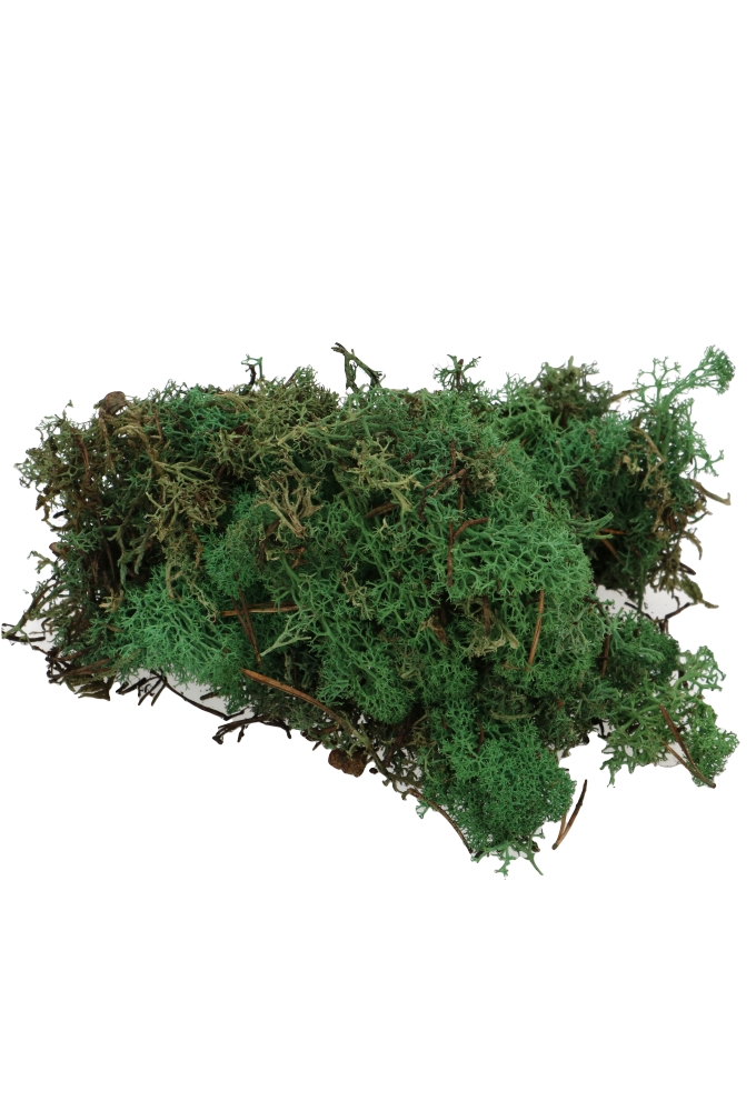 Mos Decoratie & Vullingmateriaal Reindeer Nature Donker Groen 30 gram