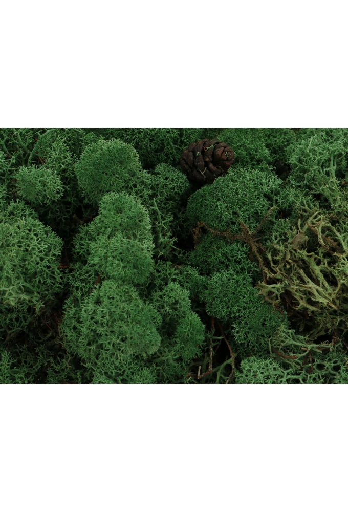 Mos Decoratie & Vullingmateriaal Reindeer Nature Groen 500 gram