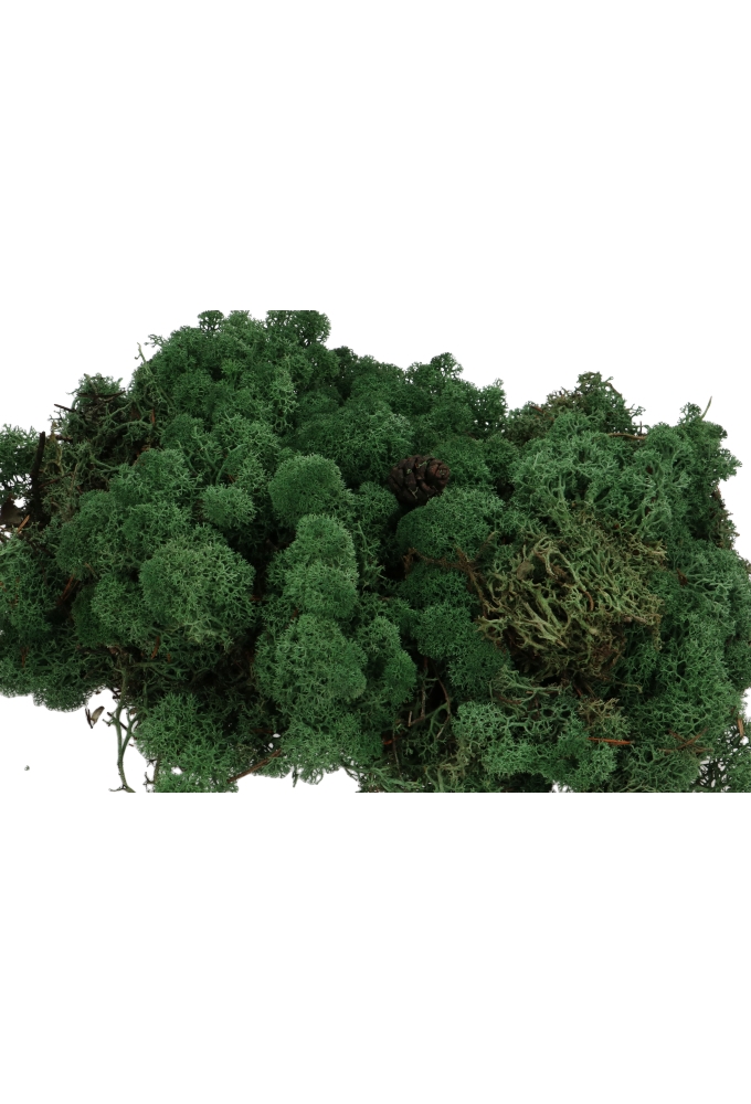 Mos Decoratie & Vullingmateriaal Reindeer Nature Groen 500 gram