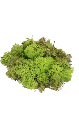 Mos Decoratie & Vullingmateriaal Reindeer Nature Groen 500 gram