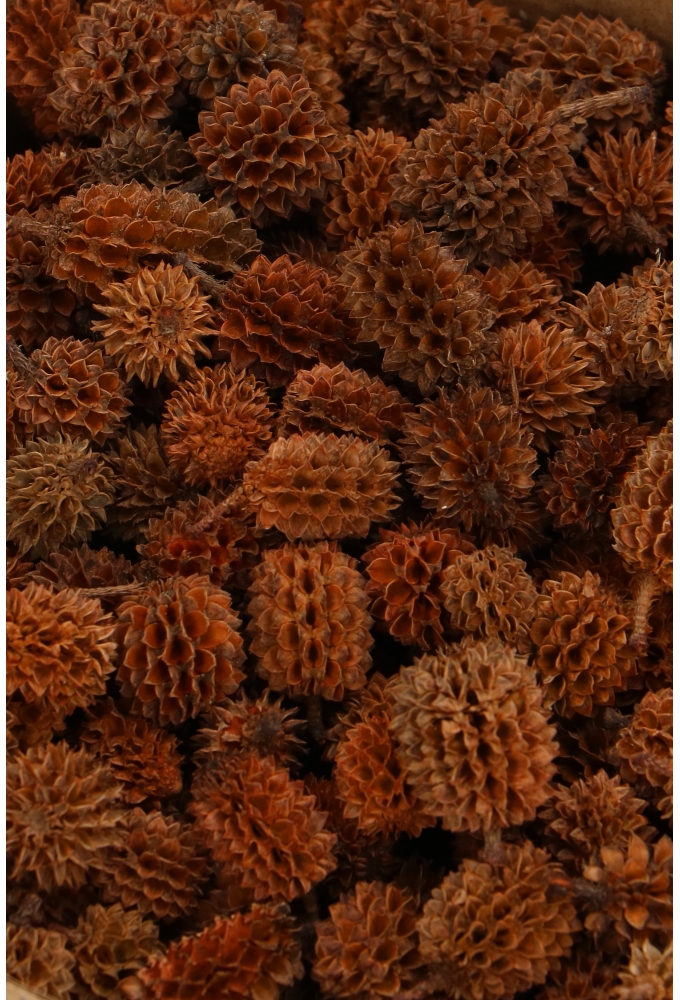 Decoratie Strooi Dennenappels Naturel Mini 1-3cm ongeveer 500 a 515st