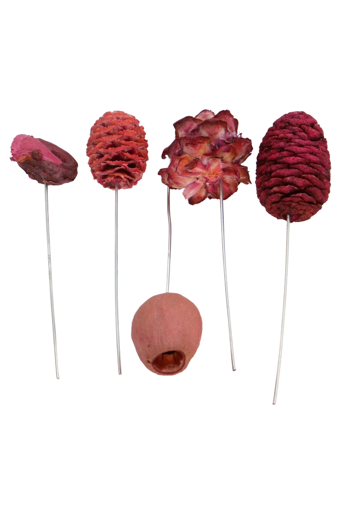 Decoratie Assortie Bellgum, Muiri, Protea Fuchsia & Prikker ca100stuks