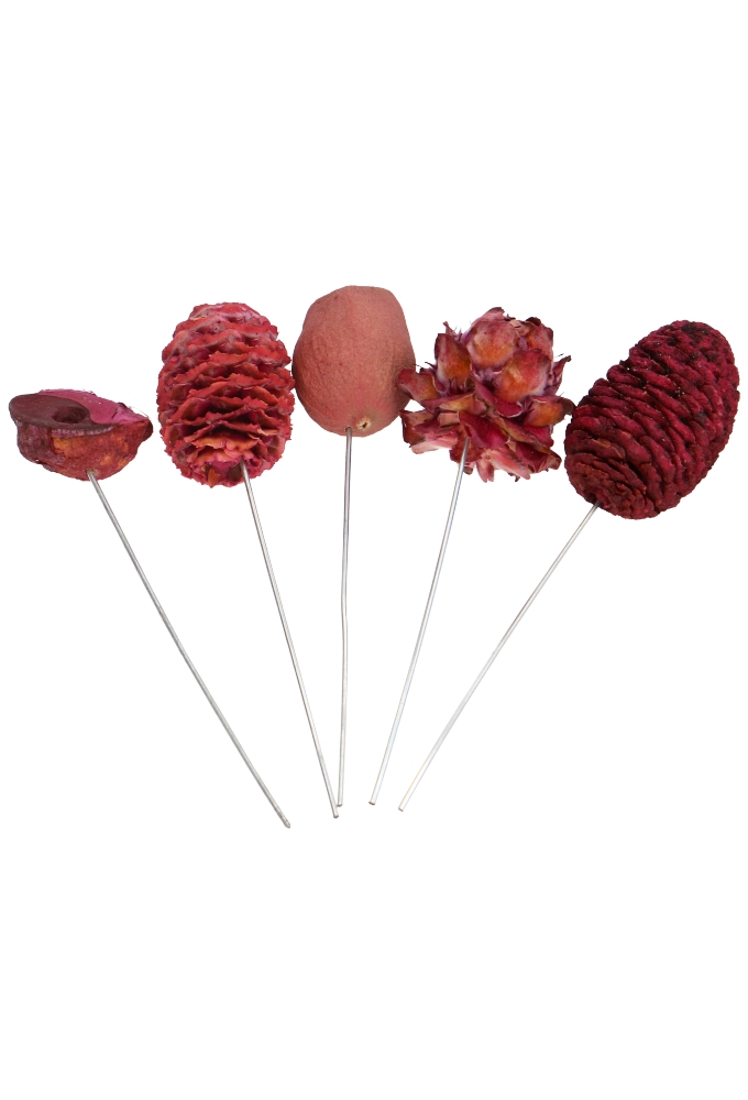 Decoratie Assortie Bellgum, Muiri, Protea Fuchsia & Prikker ca100stuks