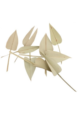 Decoratie Gedroogde Blad Palm Arrow Leaves Naturel 6x23cm ca 100stuks