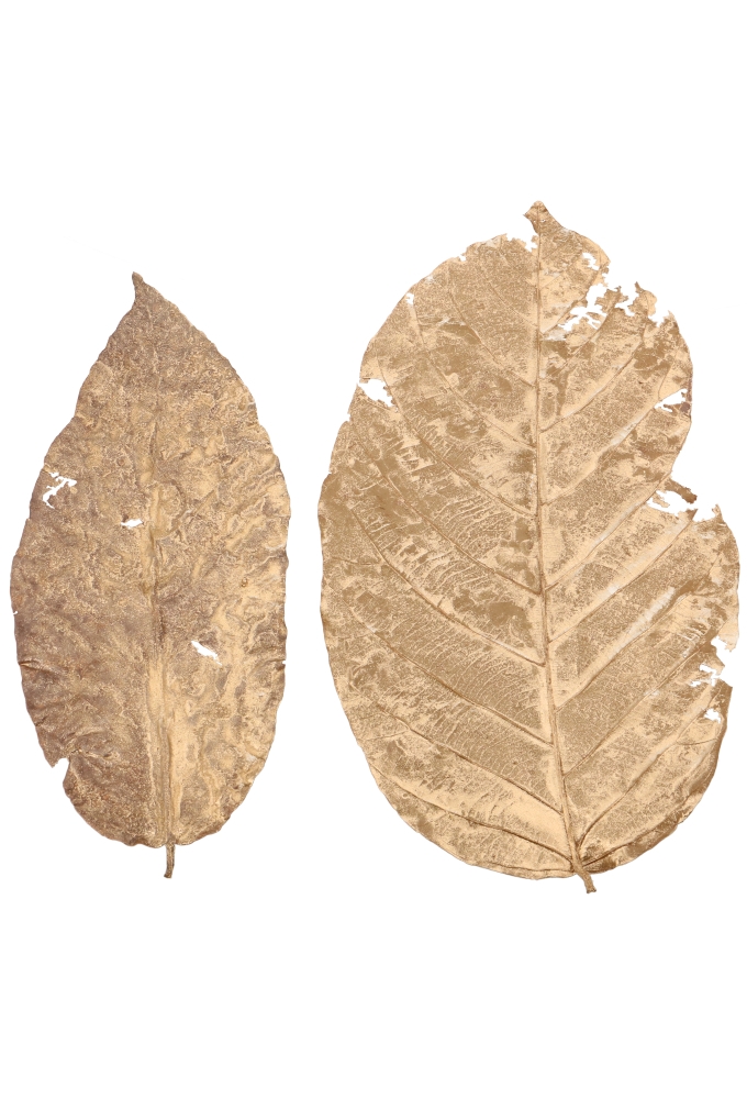 Decoratie Gedroogde Blad Sal Leaves Goud 15x25cm ca 80stuks