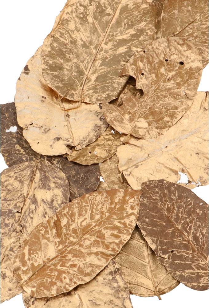 Decoratie Gedroogde Blad Sal Leaves Goud 15x25cm ca 80stuks