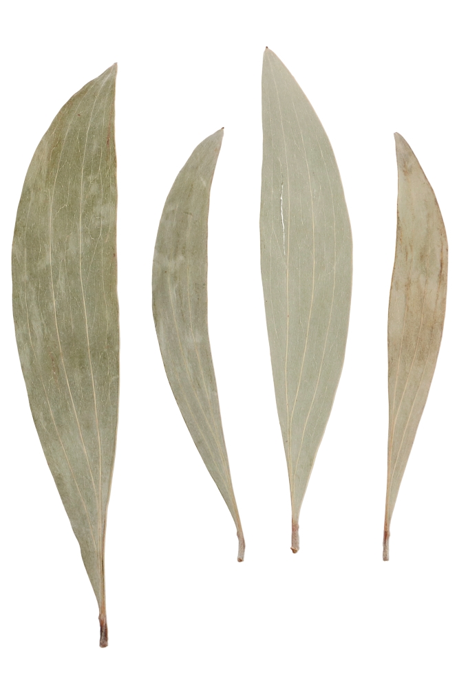 Decoratie Gedroogde Blad Eucalyptus Leaves Naturel 10 a 20 cm ca180st