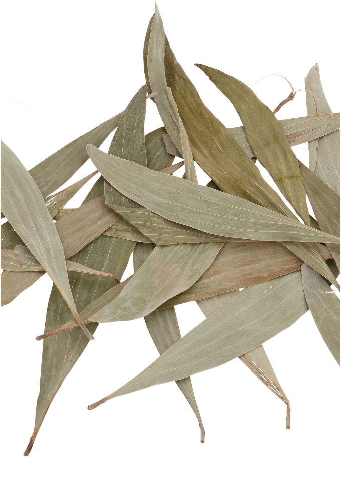 Decoratie Gedroogde Blad Eucalyptus Leaves Naturel 10 a 20 cm ca180st