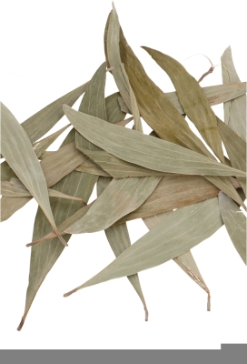 Decoratie Gedroogde Blad Eucalyptus Leaves Naturel 10 a 20 cm ca180st