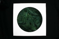 AKTIE Luxe Decoratie Veren 40 gram Donkergroen 