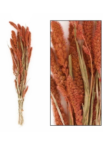 Droogbloemen Bunch Setaria Naturel Zalm 66x15x6cm OP IS OP