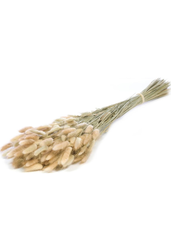 Droogbloemen Lagurus Bundle Naturel 50- 65 cm Volle Bos Gebundeld