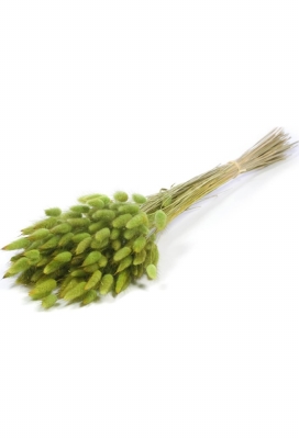 Droogbloemen Lagurus Bundle Groen 50- 65 cm Volle Bos Gebundeld