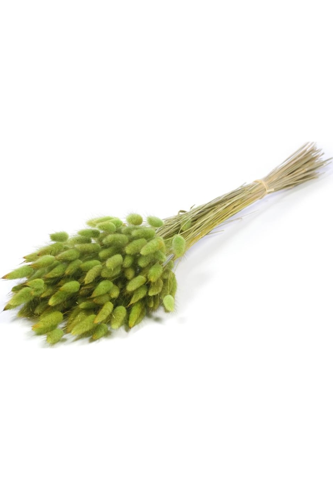 Droogbloemen Lagurus Bundle Groen 50- 65 cm Volle Bos Gebundeld
