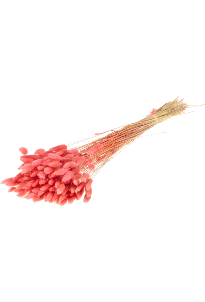 Droogbloemen Lagurus Bundle Pink 50- 65 cm Volle Bos Gebundeld