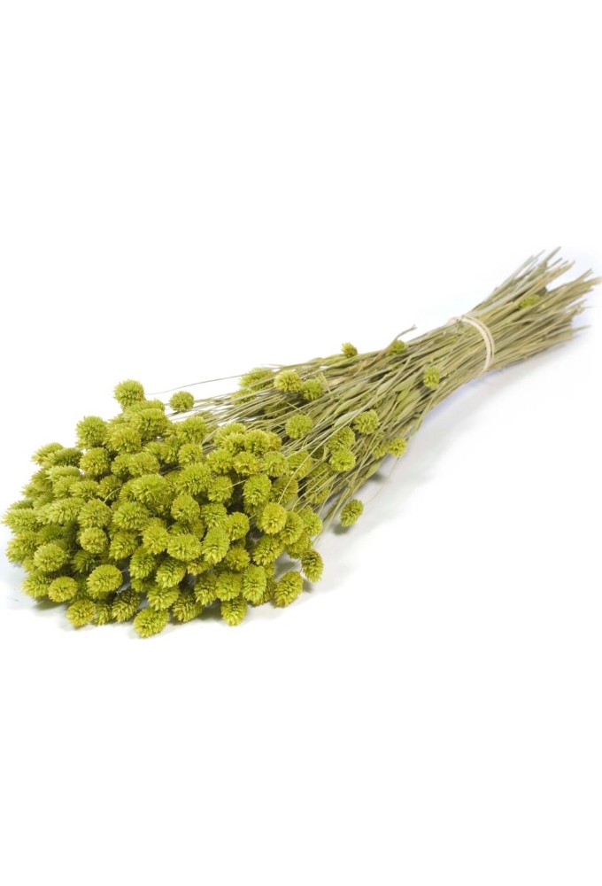 Droogbloemen Bunch Phalaris Naturel Groen 60-76cm Volle Bos Gebundeld