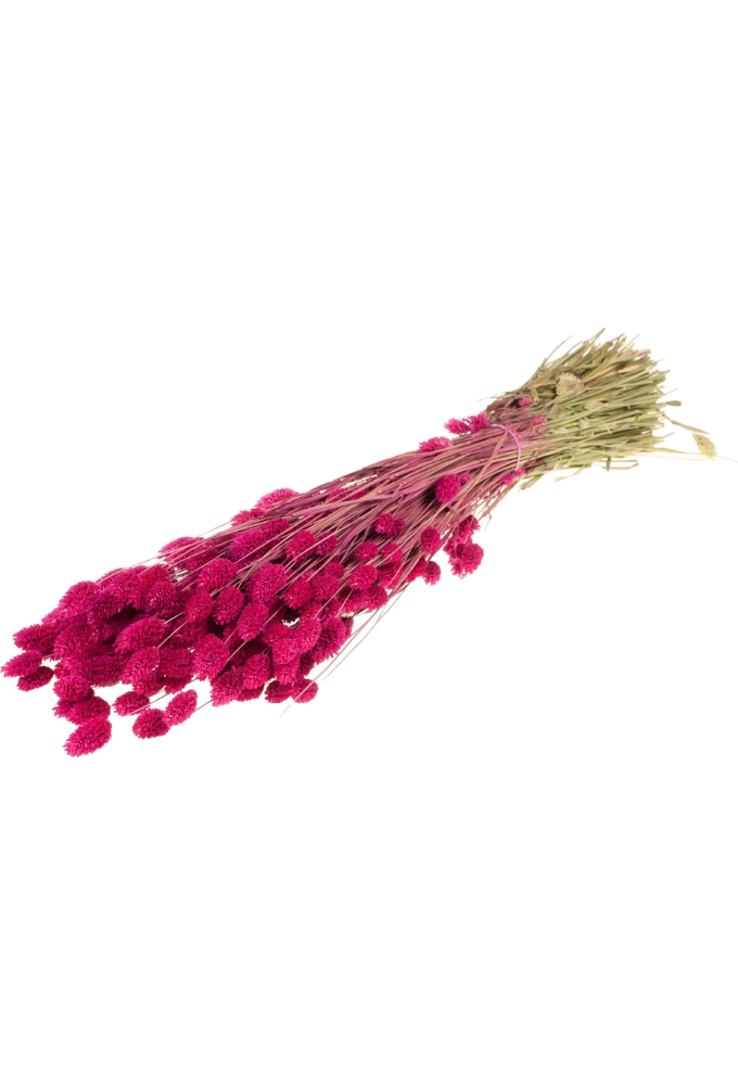 Droogbloemen Bunch Phalaris Naturel Fuchsia 60-76cm Volle Bos Gebundel