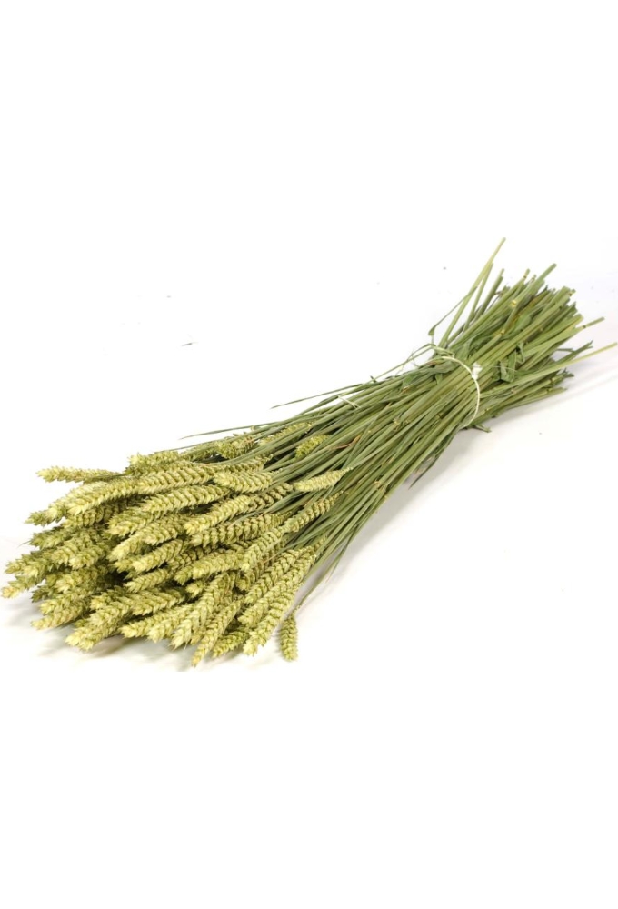 Droogbloemen Bunch Triticum Tarwe Naturel 70cm Volle Bos Gebundeld