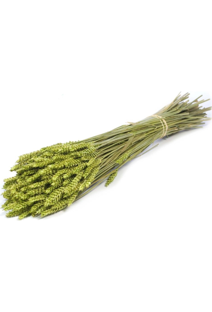 Droogbloemen Bunch Triticum Tarwe Groen 70cm Volle Bos Gebundeld